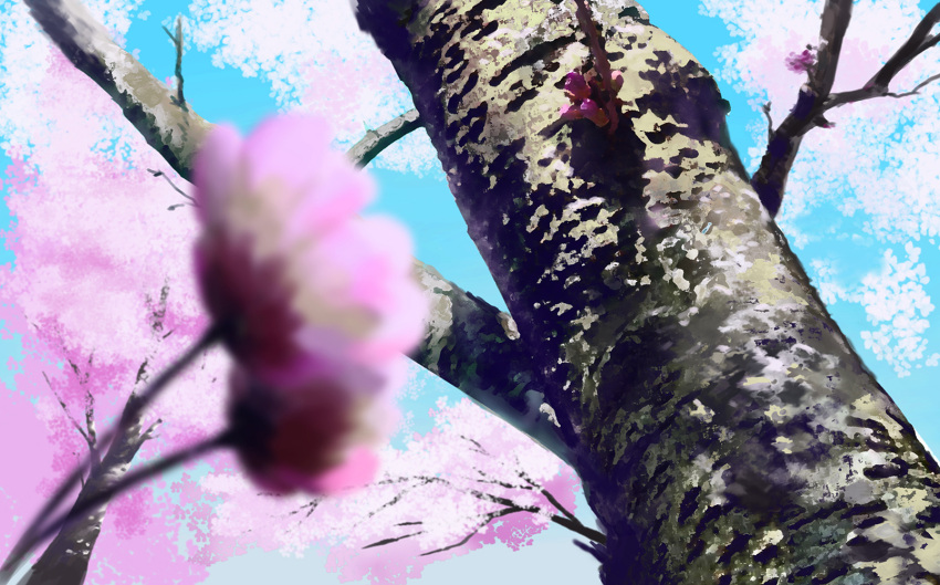 blue_sky blurry blurry_foreground cherry_blossoms commentary_request day depth_of_field hidarikiki_no_manjuu highres no_humans original outdoors sakura scenery sky spring_(season) tree winter