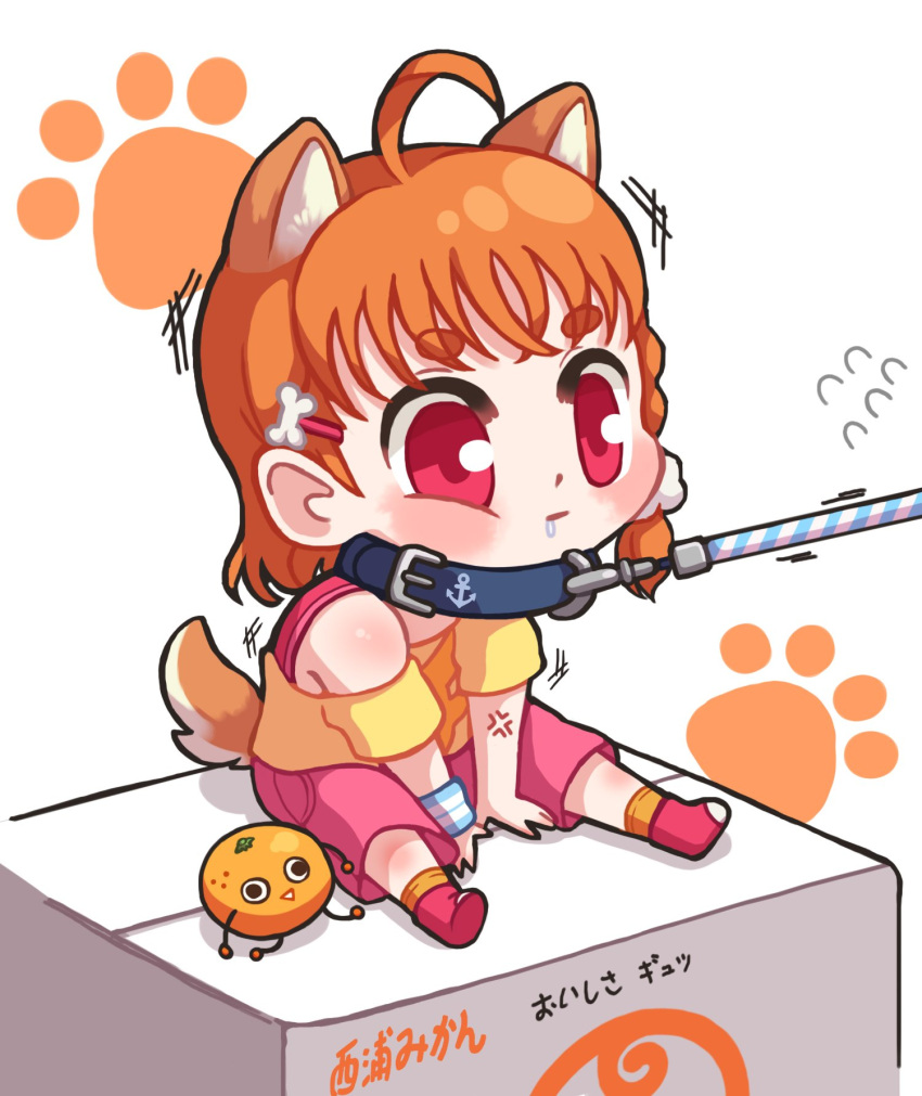 1girl :| ahoge anchor_symbol anger_vein animal_ears bangs blush bone_hair_ornament box chibi closed_mouth collar dodapan dog_ears dog_tail drooling eyebrows_visible_through_hair flying_sweatdrops hair_ornament hair_scrunchie highres kemonomimi_mode leash leash_pull love_live! love_live!_sunshine!! orange_hair paw_print pink_shorts red_eyes scrunchie short_hair shorts sitting sitting_on_box solo sweatband tail takami_chika thick_eyebrows toy translated white_scrunchie yellow_shorts