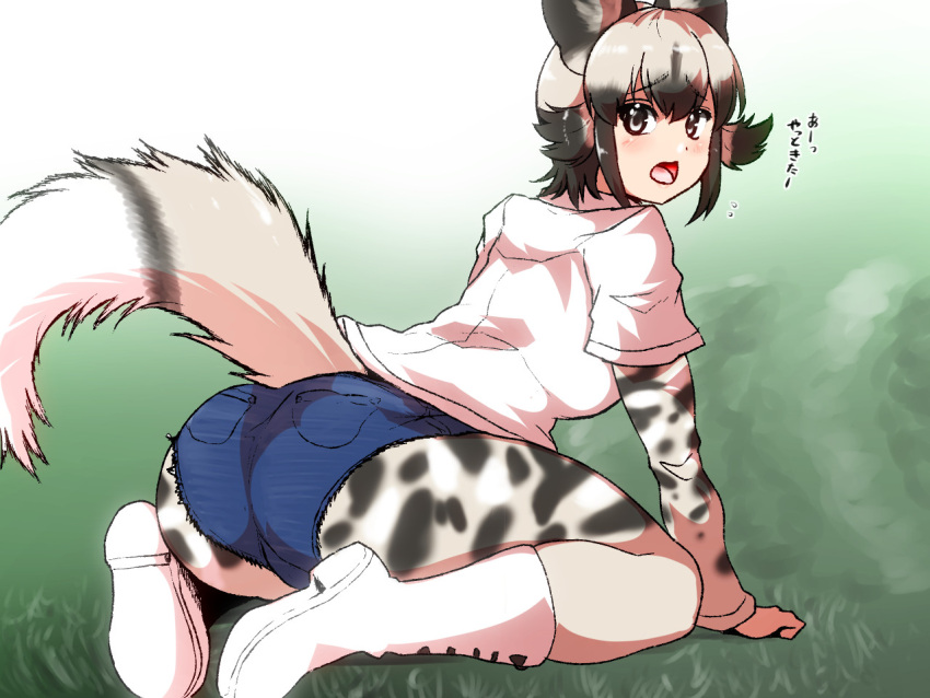 1girl african_wild_dog_(kemono_friends) african_wild_dog_print animal_ears animal_print arm_support ass black_hair bodystocking boots commentary_request day denim denim_shorts dog_ears dog_tail eyebrows_visible_through_hair from_behind full_body grass grey_eyes grey_hair isuna kemono_friends leaning_forward long_sleeves looking_at_viewer looking_back multicolored_hair open_mouth outdoors pocket shirt short_over_long_sleeves short_shorts short_sleeves shorts sidelocks sitting solo tail translated two-tone_hair white_footwear white_shirt