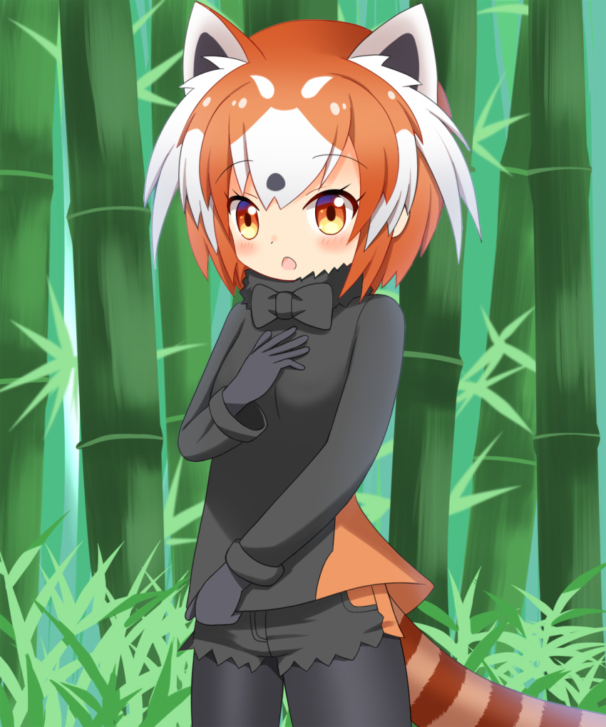 1girl :o animal_ears bamboo bamboo_forest bangs black_gloves black_legwear black_neckwear black_shirt black_shorts blush bow bowtie breasts brown_eyes brown_hair commentary_request cowboy_shot day eyebrows_visible_through_hair forest fur_collar gloves highres kemono_friends lesser_panda_(kemono_friends) looking_at_viewer multicolored_hair nature outdoors pantyhose parted_lips shin01571 shirt short_shorts shorts small_breasts solo striped_tail tail two-tone_hair white_hair