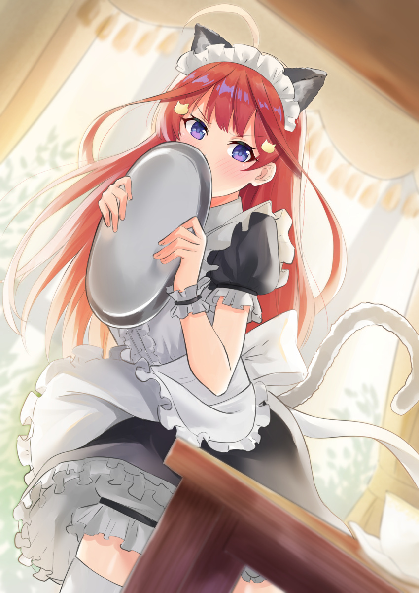 1girl animal_ears apron black_shirt black_skirt blue_eyes blush cat_ears cat_hair_ornament covering_mouth cup dutch_angle floating_hair frilled_apron frilled_skirt frills go-toubun_no_hanayome hair_ornament highres hofumaso holding holding_plate indoors long_hair looking_at_viewer maid maid_headdress miniskirt nakano_itsuki plate redhead shirt short_sleeves skirt solo standing table teacup thigh-highs v-shaped_eyebrows very_long_hair waist_apron white_apron white_legwear zettai_ryouiki