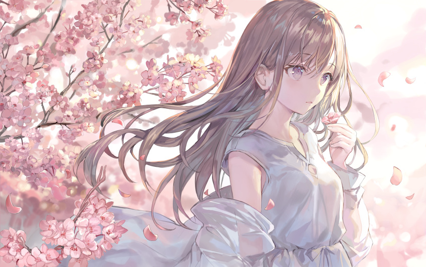 1girl absurdres bangs breasts brown_hair cherry_blossoms day dress floating_hair flower grey_dress hand_up highres holding holding_flower jacket long_hair looking_away momoko_(momopoco) off_shoulder original outdoors parted_lips petals pink_flower see-through short_sleeves sidelocks small_breasts solo standing sunlight tree_branch upper_body violet_eyes white_jacket