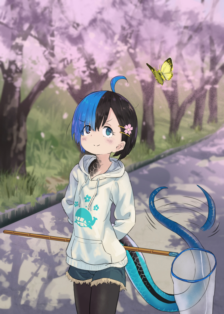 1girl animal_print arms_behind_back black_hair black_legwear blue_hair bug butterfly butterfly_net cherry_blossoms commentary cutoffs denim denim_shorts expressive_tail fish_print hair_ornament hairclip hand_net happy heterochromia highres hood hood_down hoodie insect japanese_skink_(kamemaru) kamemaru legwear_under_shorts lizard_girl lizard_tail looking_up monster_girl multicolored_hair original pantyhose park road scales short_hair shorts smile smirk solo tail tail_wagging two-tone_hair walking whale_print