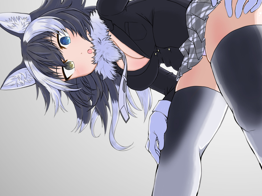 1girl animal_ear_fluff animal_ears blue_eyes blush breasts cleavage fur_collar gloves grey_background grey_hair grey_wolf_(kemono_friends) heterochromia highres kemono_friends large_breasts looking_at_viewer looking_down medium_breasts multicolored_hair necktie open_mouth pandayk panties pantyshot plaid_neckwear simple_background solo two-tone_hair two-tone_legwear underwear white_gloves white_hair white_panties wolf_ears wolf_girl yellow_eyes
