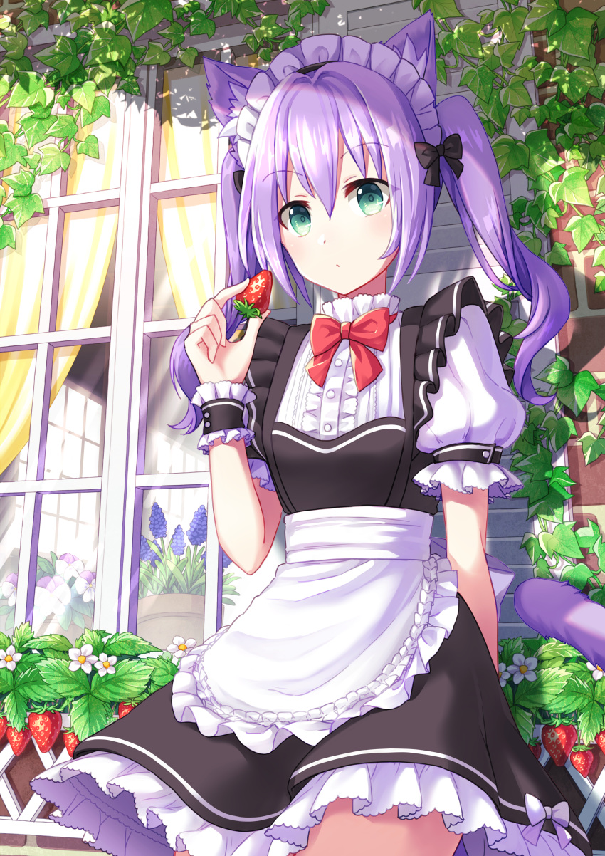 1girl absurdres against_wall animal_ears apron arm_behind_back back_bow bangs bow bowtie cat_ears cat_tail center_frills coconat_summer commentary_request curtains day dress food frilled_apron frilled_sleeves frills fruit green_eyes highres holding holding_food holding_fruit hyacinth ivy long_hair looking_at_viewer maid_headdress original outdoors plant potted_plant purple_hair red_neckwear short_sleeves sidelocks solo strawberry tail twintails vines waist_apron white_apron window wrist_cuffs