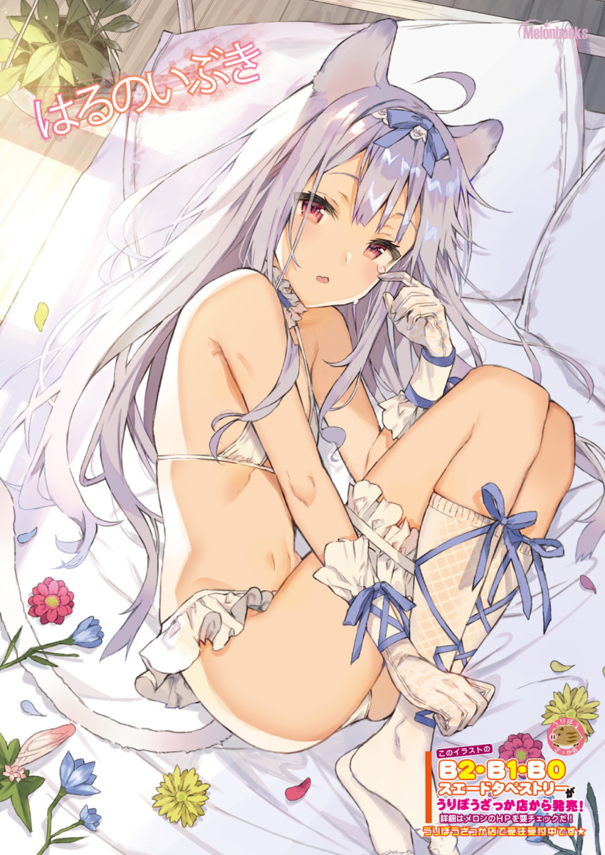 1girl :o ahoge animal_ears ass bangs bed blue_flower blue_ribbon bra cat_ears cat_girl cat_tail flower frilled_panties frills gloves hair_ribbon harunoibuki highres kneehighs knees_up long_hair looking_at_viewer lying melonbooks navel no_shoes on_bed on_side original panties parted_lips pillow plant potted_plant purple_flower red_eyes ribbon silver_hair solo stomach tail tears underwear underwear_only white_bra white_gloves white_legwear white_panties yellow_flower