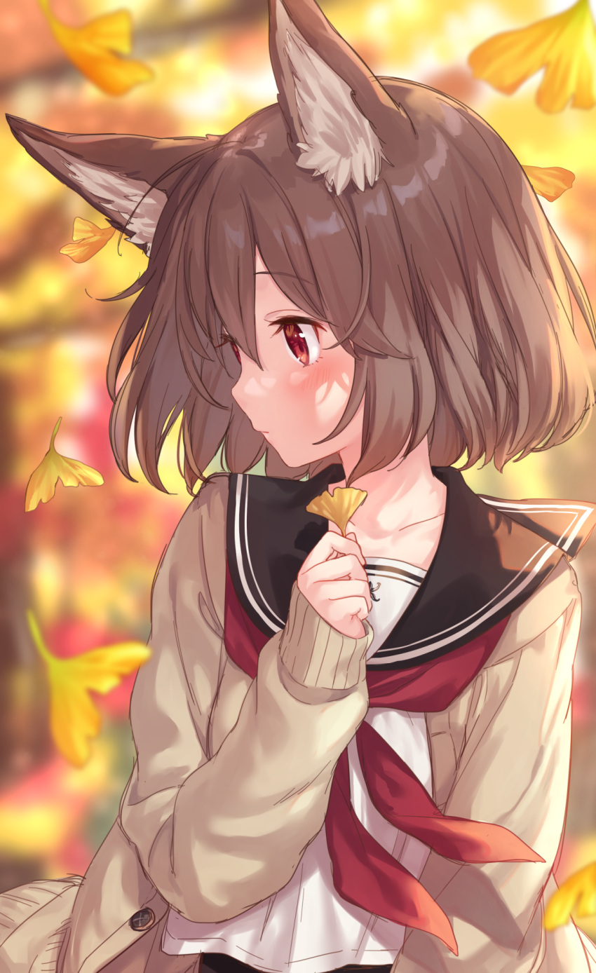 1girl animal_ear_fluff animal_ears autumn bangs black_sailor_collar blurry blurry_background brown_cardigan brown_hair cardigan collarbone commentary_request day depth_of_field eyebrows_visible_through_hair falling_leaves fox_ears ginkgo_leaf highres holding holding_leaf jimmy leaf long_sleeves looking_away looking_to_the_side neckerchief open_cardigan open_clothes original outdoors red_eyes red_neckwear sailor_collar shirt short_hair sleeves_past_wrists solo upper_body white_shirt