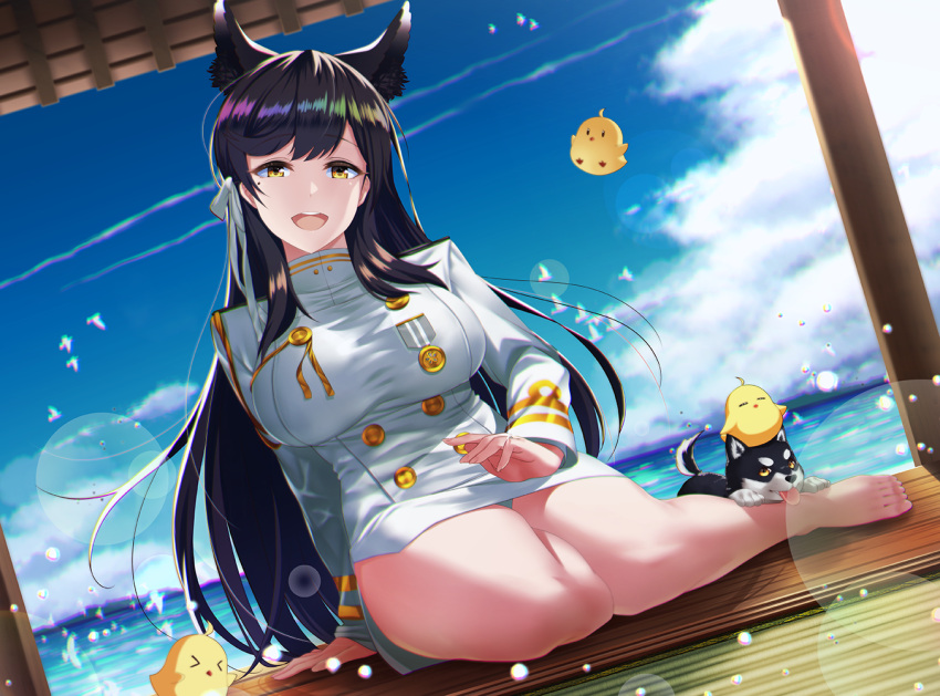 1girl animal_ear_fluff animal_ears atago_(azur_lane) azur_lane bangs bare_legs barefoot black_hair breasts commentary_request dog double-breasted husky jewelry kagiyama_(gen'ei_no_hasha) large_breasts long_hair long_sleeves looking_at_viewer manjuu_(azur_lane) medal military military_uniform ocean open_mouth panties panty_peek puppy ring sidelocks sitting smile solo swept_bangs tatami underwear uniform upper_teeth very_long_hair wedding_band white_panties wolf_ears yellow_eyes yokozuwari