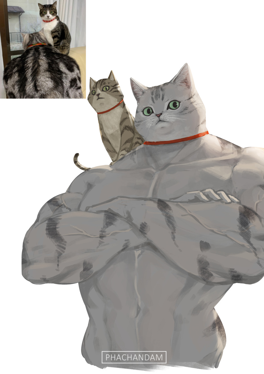 absurdres animal animal_on_shoulder cat cat_focus closed_mouth collar commentary english_commentary highres looking_at_viewer muscle no_humans on_shoulder original phachandam photo-referenced reference_work signature simple_background upper_body veins white_background