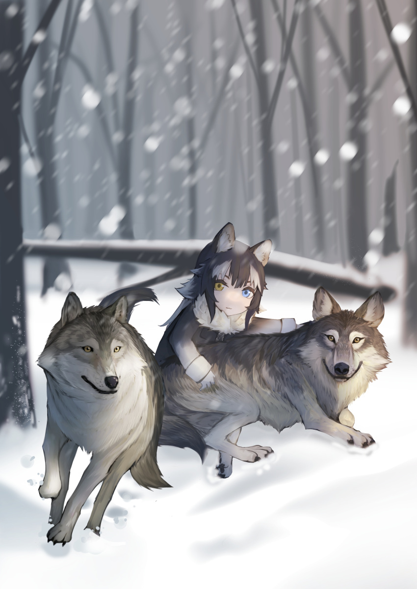 1girl :3 absurdres animal animal_ear_fluff animal_ears bangs black_hair blue_eyes blurry blurry_background closed_mouth creature_and_personification day full_body fur_collar grey_hair grey_wolf_(kemono_friends) heterochromia highres jacket kemono_friends light_smile long_hair long_sleeves looking_at_viewer multicolored_hair outdoors snow snowing st.takuma two-tone_hair wolf wolf_ears wolf_girl yellow_eyes