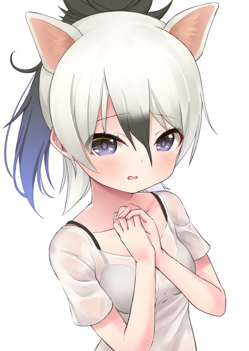 1girl aardwolf_(kemono_friends) aardwolf_ears absurdres animal_ears bare_arms black_bra black_hair bra collarbone deku_suke extra_ears eyebrows_visible_through_hair grey_hair hair_between_eyes hands_up high_ponytail highres kemono_friends long_hair looking_at_viewer multicolored_hair open_mouth own_hands_together see-through shirt sidelocks simple_background solo two-tone_hair underwear upper_body violet_eyes white_background white_shirt