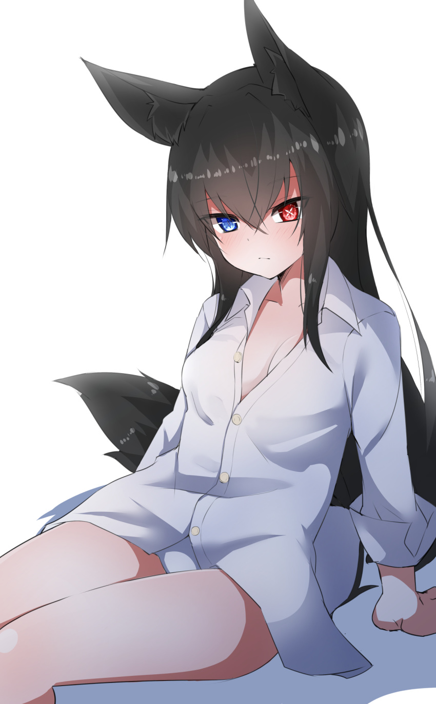 1girl animal_ears black_hair blue_eyes breasts dress_shirt expressionless fox_ears fox_tail heterochromia highres kurousagi_tetora long_hair long_sleeves medium_breasts naked_shirt original panties partially_unbuttoned red_eyes shirt sitting tail underwear white_panties white_shirt