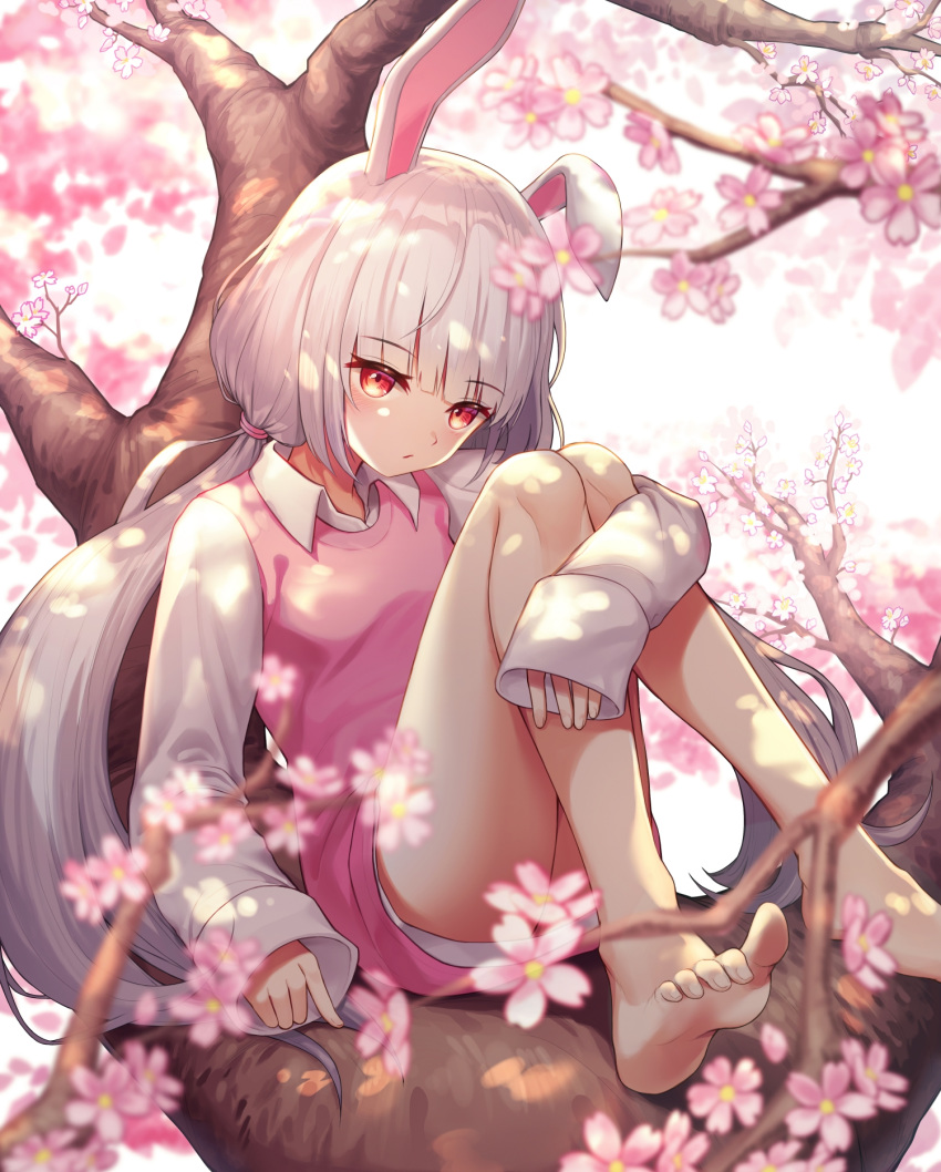 1girl animal_ears ass bangs bare_legs barefoot blurry blurry_background blurry_foreground cherry_blossoms closed_mouth collared_shirt depth_of_field eyebrows_visible_through_hair flower hair_tie highres in_tree knees_up leg_hug long_hair long_sleeves looking_at_viewer myung original pink_flower rabbit_ears red_eyes shirt silver_hair sitting sleeves_past_wrists soles solo spring_(season) sweater_vest tree twintails very_long_hair white_shirt