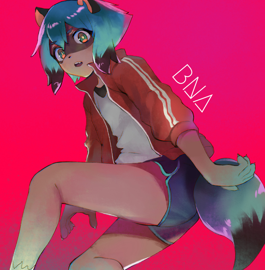 1girl animal_ears blue_hair blue_shorts brand_new_animal english_text eyebrows_visible_through_hair fang feet_out_of_frame furry hair_between_eyes highres jacket kagemori_michiru looking_at_viewer multicolored multicolored_eyes open_mouth pink_background raccoon_ears raccoon_girl raccoon_tail red_jacket shirt short_hair shorts simple_background solo tail teeth tomatomato514 tongue white_shirt