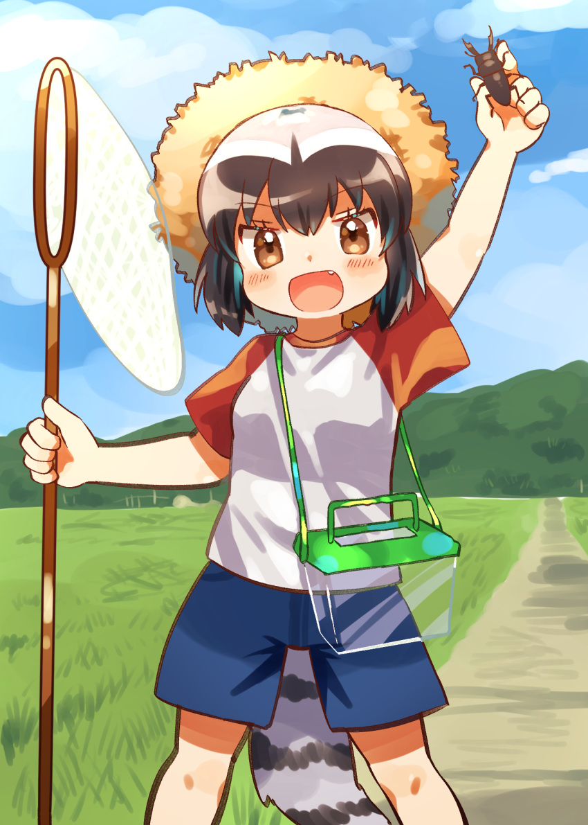 1girl :d alternate_costume arm_up black_hair blue_shorts blue_sky blush brown_eyes bug butterfly_net clouds common_raccoon_(kemono_friends) day fang grass grey_hair hand_net hat highres kemono_friends multicolored_hair open_mouth outdoors raccoon_tail raglan_sleeves road shirt short_hair shorts sky smile solo straw_hat suicchonsuisui sun_hat t-shirt tail