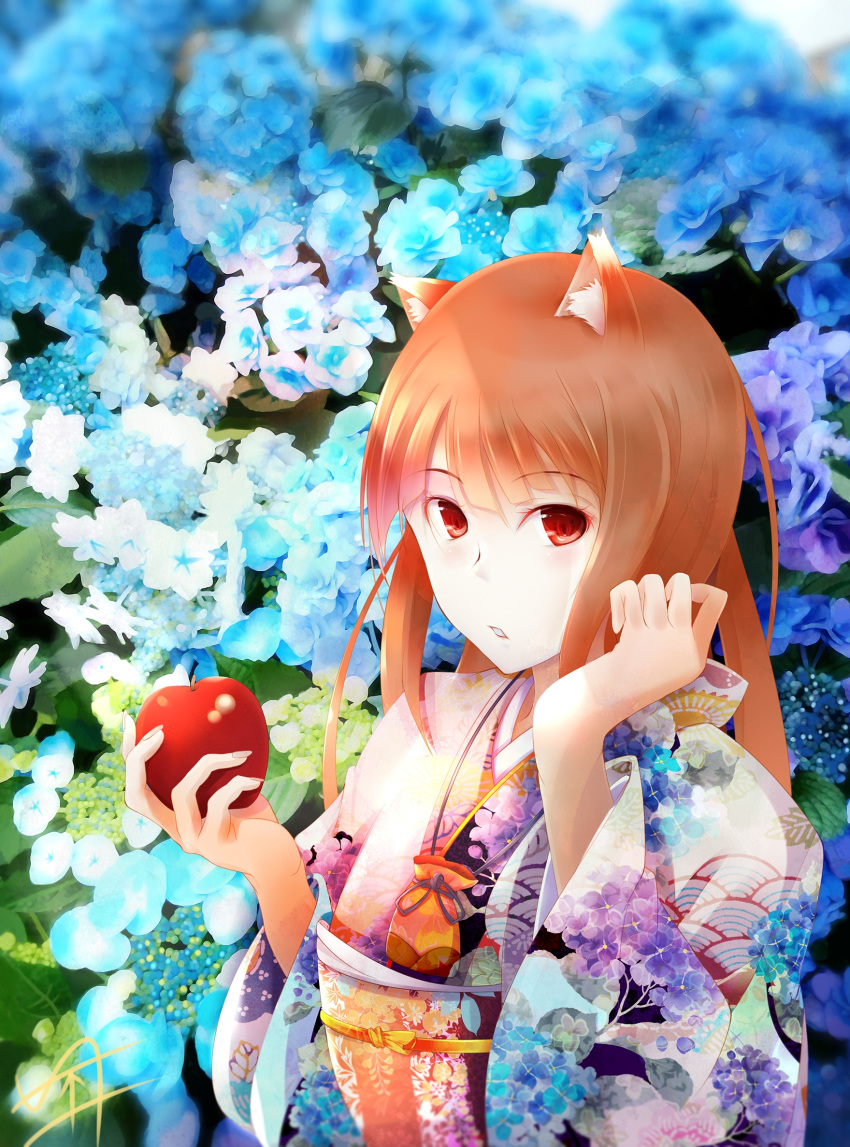 1girl alternate_costume animal_ear_fluff animal_ears bangs blue_flower brown_hair eyebrows_visible_through_hair flower food fruit fudo_shin highres holding holding_food holding_fruit holo japanese_clothes kimono long_hair long_sleeves looking_at_viewer obi pouch print_kimono red_apple red_eyes sash shiny shiny_hair solo spice_and_wolf straight_hair upper_body wolf_ears