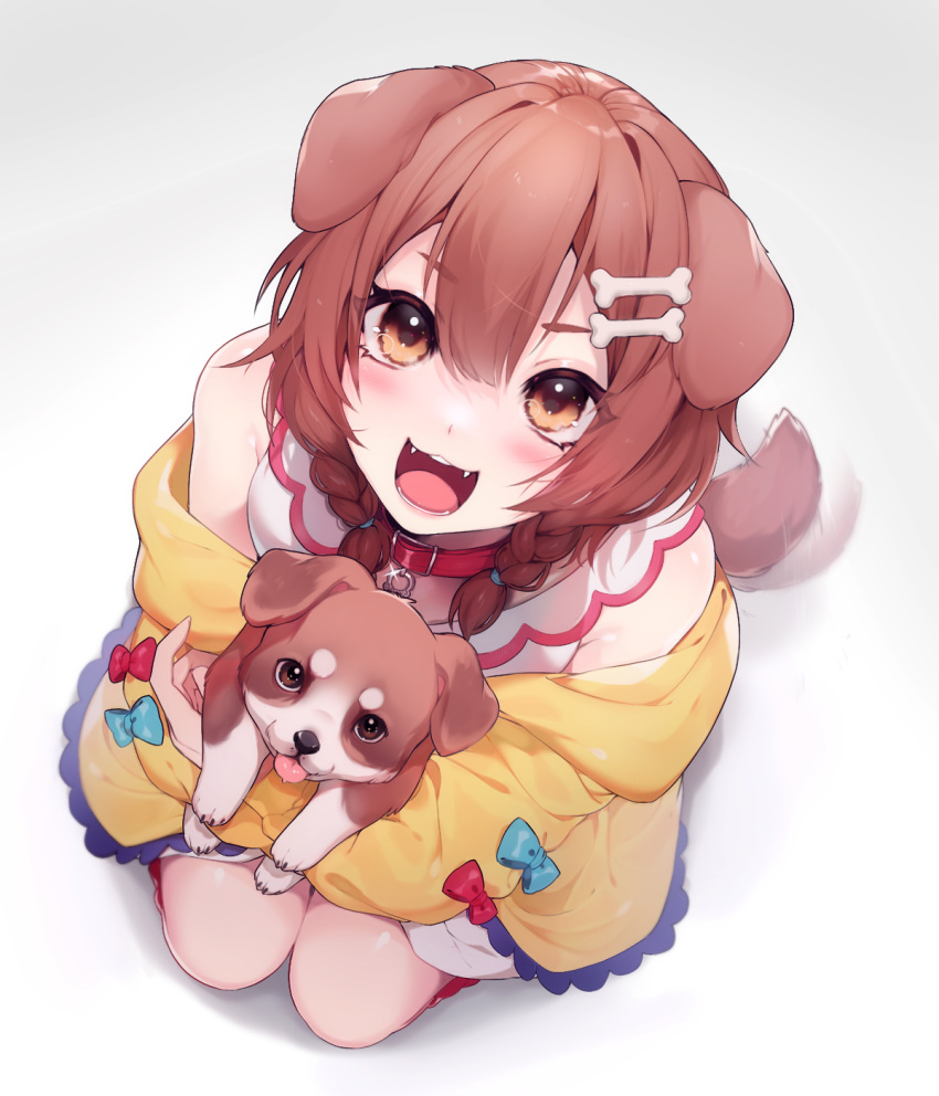 1girl :d animal animal_ears bangs blue_bow blush bone_hair_ornament bow brown_eyes brown_hair buttons cartoon_bone collar cute dog dog_collar dog_ears dog_girl dog_tail dress fangs from_above hair_between_eyes hair_ornament hairclip highres holding holding_animal holding_dog hololive human inugami_korone jacket looking_at_viewer low_twin_braids moe oncha open_mouth pet red_bow red_collar red_legwear short_dress sitting smile solo tail virtual_youtuber wariza white_dress yellow_jacket
