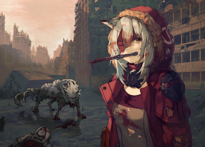 1girl 1other absurdres animal_ears arknights arms_at_sides bangs blood blood_on_face bloody_clothes breasts brown_eyes commentary_request container corpse fur-trimmed_hood fur_trim grey_hair hair_between_eyes highres hood hooded_jacket jacket knife knife_in_mouth long_hair long_sleeves looking_at_viewer medium_breasts mouth_hold nana_keki open_clothes open_jacket outdoors projekt_red_(arknights) red_jacket ruins scenery silver_hair sky solo weapon wolf wolf_ears