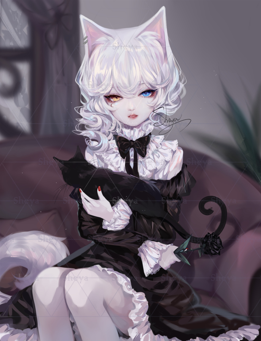 1girl animal animal_ears artist_name bangs black_bow black_cat black_dress black_flower black_neckwear black_rose blue_eyes bow bowtie cat cat_ears commentary couch dress feet_out_of_frame flower heterochromia highres holding holding_animal holding_cat holding_flower indoors long_sleeves looking_at_viewer nail_polish original parted_lips petticoat red_nails rose sheya short_dress short_hair signature silver_hair sitting symbol_commentary yellow_eyes