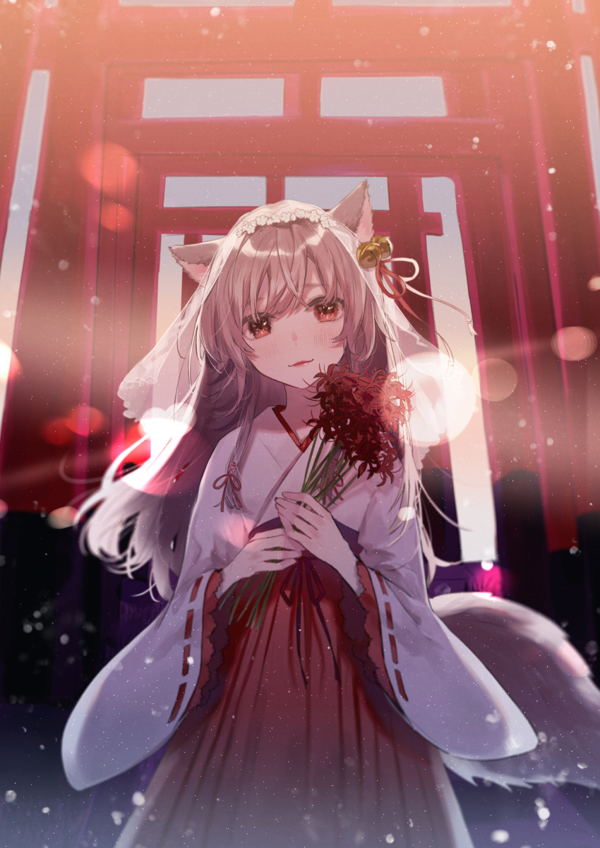 1girl absurdres animal_ears bangs bell blush bouquet brown_eyes brown_hair closed_mouth commentary_request eyebrows_behind_hair flower hair_bell hair_ornament hakama head_tilt highres holding holding_bouquet japanese_clothes jingle_bell kimono long_hair long_sleeves looking_at_viewer miko multiple_torii necojishi original red_flower red_hakama red_ribbon ribbon ribbon-trimmed_sleeves ribbon_trim see-through solo spider_lily tail torii veil very_long_hair white_kimono wide_sleeves
