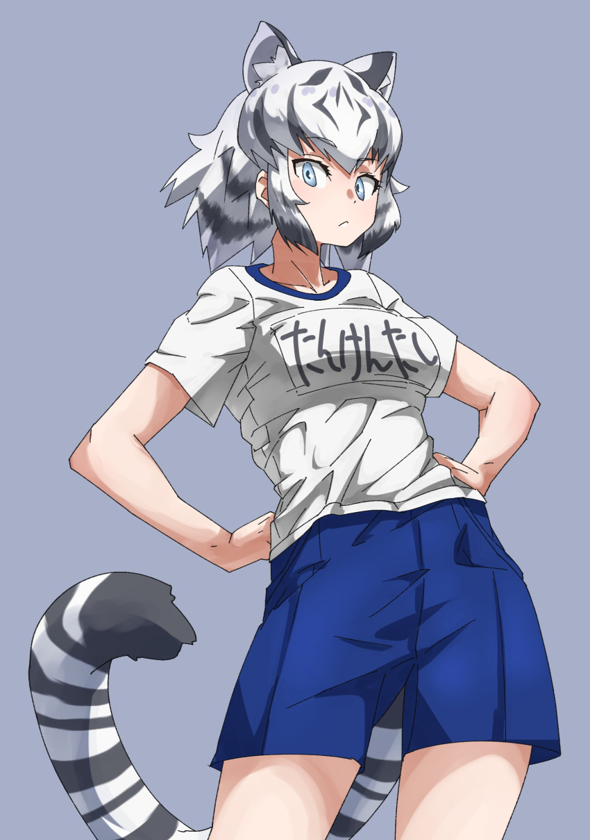 1girl absurdres alternate_costume animal_ears bare_arms black_hair blue_eyes blue_shorts cat_girl closed_mouth clothes_writing commentary_request contemporary expressionless extra_ears grey_background hands_on_hips highres kemono_friends looking_at_viewer medium_hair multicolored_hair shirt short_sleeves shorts side_ponytail simple_background solo streaked_hair t-shirt tail tanabe_(fueisei) tiger_ears tiger_girl tiger_tail two-tone_hair white_hair white_shirt white_tiger_(kemono_friends)