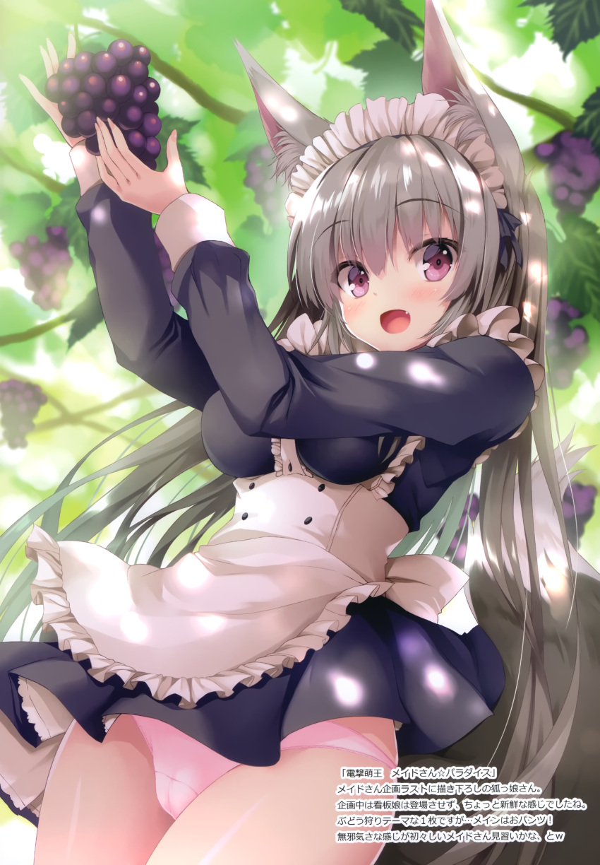 1girl absurdres animal_ear_fluff animal_ears apron bangs blush breasts day dress eyebrows_visible_through_hair fang food fox_ears fox_girl fox_tail fruit grape_vine grapes highres holding long_hair long_sleeves looking_at_viewer maid maid_dress maid_headdress medium_breasts open_mouth original outdoors panties pink_panties scan shiny shiny_hair short_dress silver_hair simple_background smile solo tail tateha_(marvelous_grace) underwear violet_eyes
