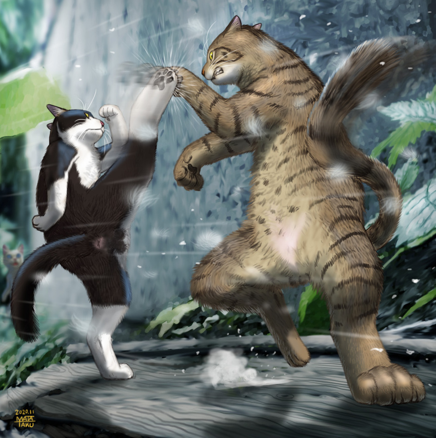 blurry cat clenched_teeth commentary_request dated depth_of_field dust_cloud fighting highres kicking leaf matataku motion_blur no_humans original outdoors parrying paws shadow signature standing standing_on_one_leg surprised_cat_(matataku) teeth whiskers