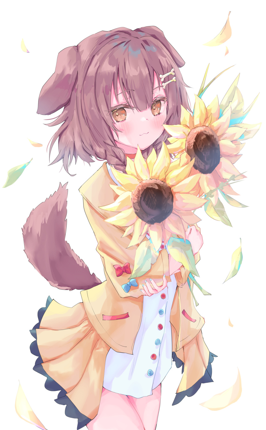 1girl alternate_eye_color animal_ears blue_nails blush bone_hair_ornament braid brown_eyes brown_hair choker closed_mouth commentary cowboy_shot crossed_arms dog_ears dog_tail dress eyebrows_visible_through_hair eyelashes flower hair_ornament highres holding holding_flower hololive inugami_korone jacket looking_at_viewer medium_hair nail_polish off_shoulder red_choker shin_murasame side_braids simple_background sleeveless sleeveless_dress smile solo sunflower tail thighs twin_braids virtual_youtuber white_background white_dress wristband yellow_jacket