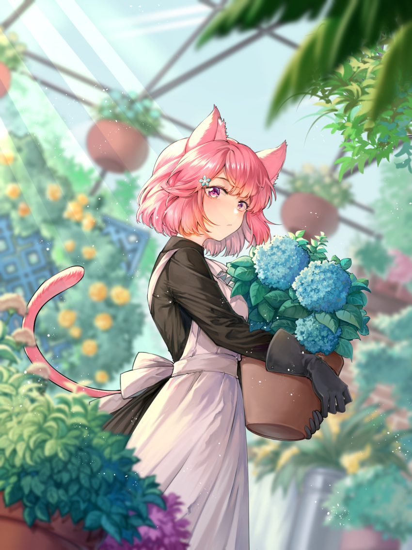 1girl animal_ears apron bangs black_dress black_gloves blurry cat_ears cat_girl cat_tail closed_mouth depth_of_field dream_one_17 dress flower garden gloves greenhouse hair_flower hair_ornament highres holding holding_flower holding_plant holding_pot long_sleeves looking_at_viewer multiple_sources original pink_eyes pink_hair plant pot potted_plant short_hair solo sunlight tail