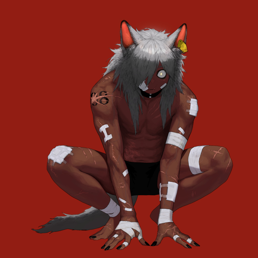 1boy all_fours animal_ear_fluff animal_ears bandaged_arm bandaged_hands bandaged_leg bandages bandaid bandaid_on_face bandaid_on_hand barefoot black_collar black_nails closed_mouth collar collarbone dark_skin dark_skinned_male dgk ear_tag fingernails frown grey_hair highres long_fingernails long_hair male_focus navel number original red_background scar scar_on_face scar_on_mouth shirtless simple_background solo squatting tail toenails werewolf wide-eyed wolf_ears wolf_tail yellow_eyes
