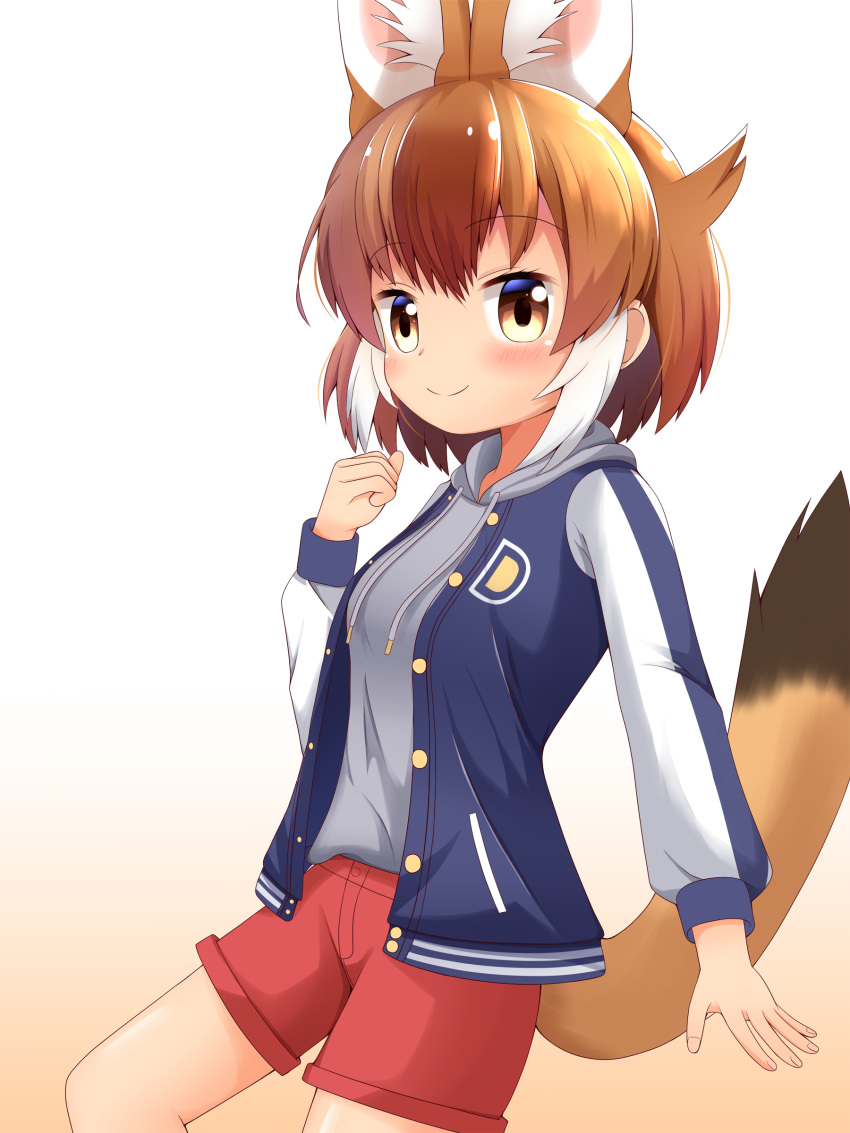 1girl absurdres animal_ear_fluff animal_ears bangs blue_jacket blush brown_background brown_eyes brown_hair closed_mouth commentary_request dhole_(kemono_friends) drawstring eyebrows_visible_through_hair feet_out_of_frame gradient gradient_background grey_hoodie hand_up highres hood hood_down hoodie jacket kemono_friends letterman_jacket long_sleeves multicolored_hair open_clothes open_jacket red_shorts shin01571 short_shorts shorts smile solo streaked_hair tail white_background white_hair