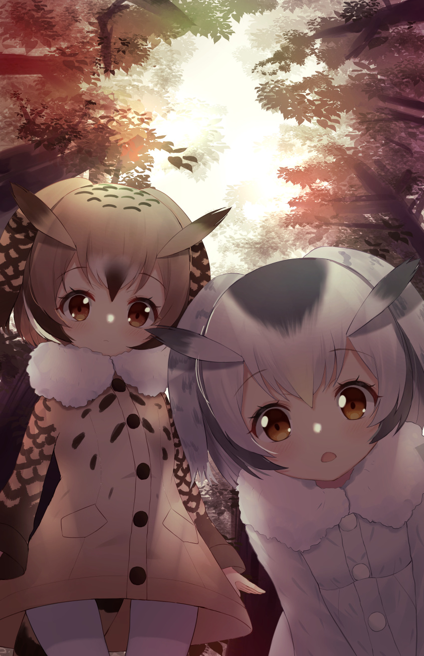 2girls :o absurdres bangs bird_tail bitseon bloom blush breasts brown_coat brown_hair canopy closed_mouth coat cowboy_shot day eurasian_eagle_owl_(kemono_friends) eyebrows_visible_through_hair eyelashes forest from_below fur_trim highres kemono_friends leaf leaning_forward looking_at_viewer multicolored_hair multiple_girls nature northern_white-faced_owl_(kemono_friends) open_mouth pantyhose short_hair silver_hair sky small_breasts standing streaked_hair tree upper_body white_coat white_legwear