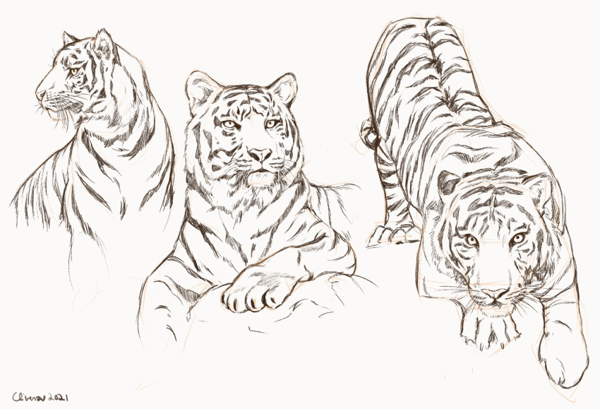 animal_focus clivenzu commentary dated english_commentary faux_traditional_media grey_background highres looking_at_viewer no_humans original procreate_(medium) signature simple_background tiger