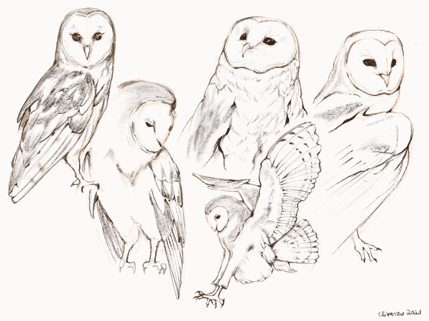 animal_focus barn_owl bird clivenzu commentary dated english_commentary faux_traditional_media grey_background highres no_humans original procreate_(medium) signature simple_background