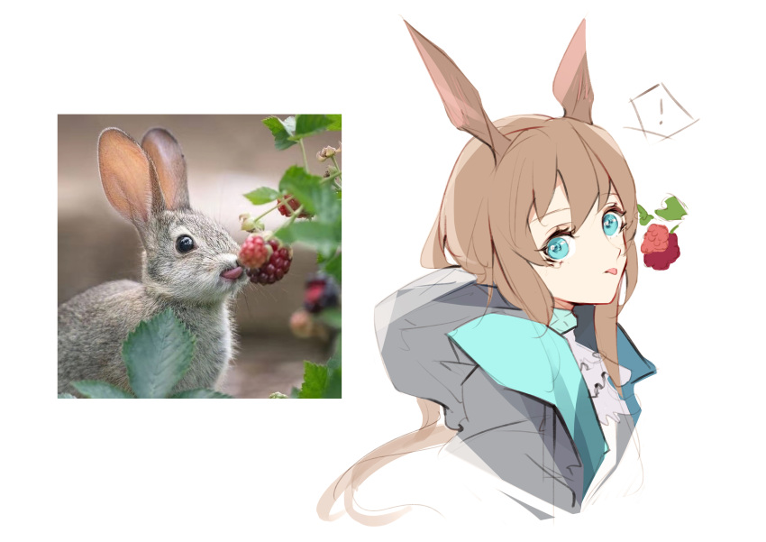 ! 1girl absurdres amiya_(arknights) animal_ears arknights ascot black_coat blue_eyes brown_hair coat commentary_request food frilled_ascot frills fruit highres hooded_coat leaf long_hair looking_at_viewer photo-referenced photo_(medium) rabbit rabbit_ears raspberry reference_photo_inset simple_background solo tongue tongue_out white_background wuws