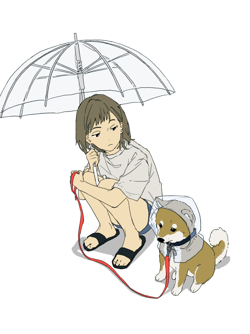 1girl bare_legs black_eyes black_footwear brown_hair closed_mouth dog full_body highres holding holding_umbrella ligton1225 looking_at_animal looking_to_the_side medium_hair original poncho raised_eyebrows sandals see-through shadow shiba_inu shirt short_shorts shorts simple_background solo squatting t-shirt transparent transparent_umbrella umbrella white_background white_shirt