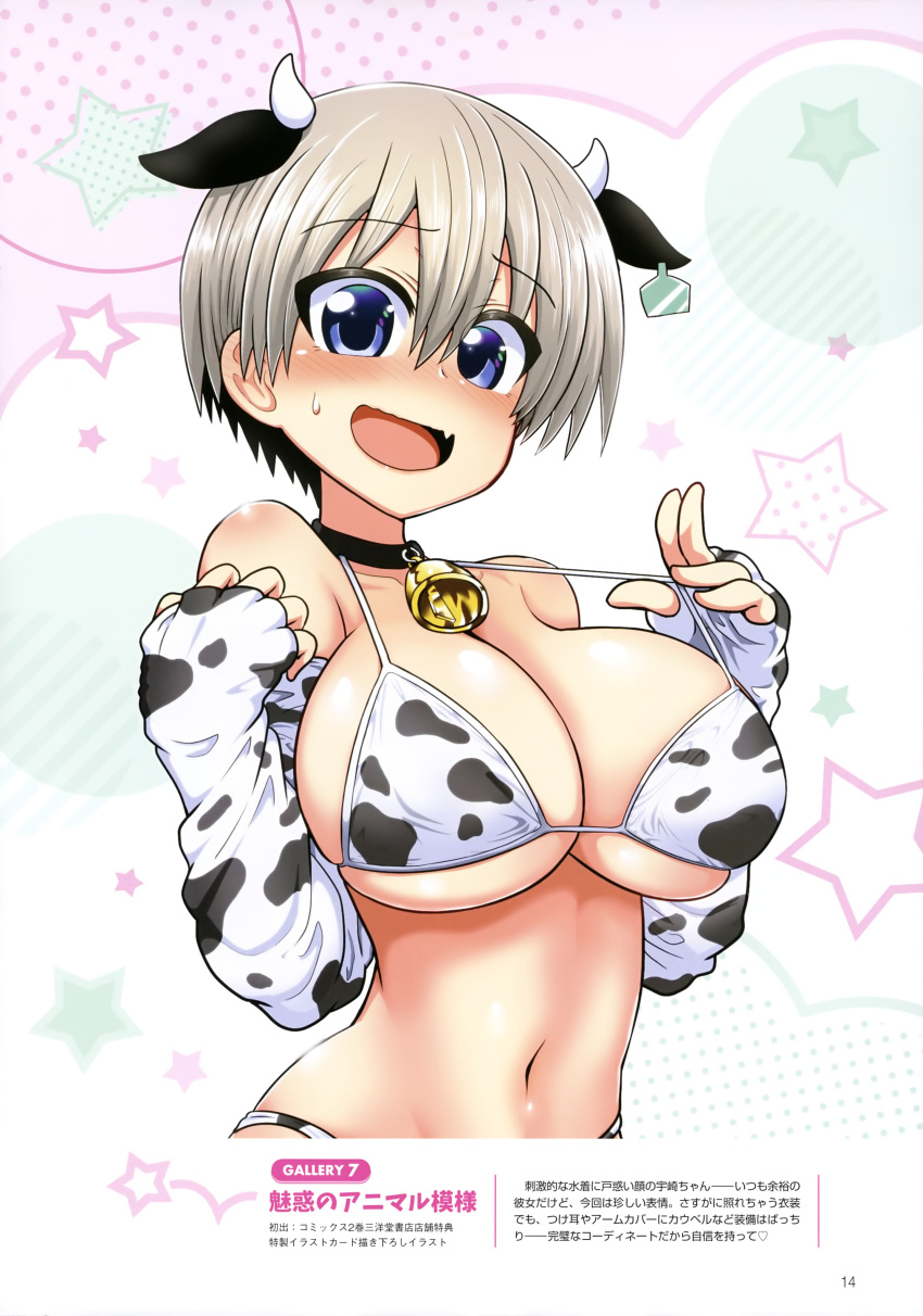 1girl :d absurdres animal_ears animal_print bell bikini blush choker covered_nipples cow_ears cow_girl cow_print dengeki_g's eyebrows_visible_through_hair eyes_visible_through_hair fang grey_hair hair_between_eyes highres horns navel neck_bell official_art open_mouth page_number skin_fang smile solo swimsuit take_(shokumu-taiman) uzaki-chan_wa_asobitai! uzaki_hana