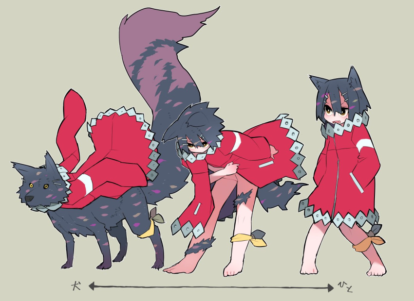 1other androgynous animal_ears arrow_(symbol) barefoot beige_background body_fur bright_pupils coat commentary_request dog dog_ears dog_tail fang hair_between_eyes hair_ornament hairclip hands_in_pocket knees_together_feet_apart kometsubu leg_ribbon long_sleeves long_tail multiple_views naked_coat original parted_lips red_coat ribbon short_hair simple_background skin_fang standing tail transformation translation_request white_pupils yellow_eyes yellow_ribbon