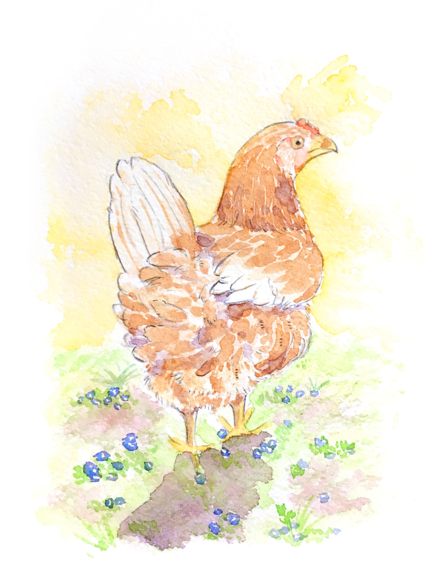 absurdres animal_focus bird blue_flower chako_(parusminor30) chicken closed_mouth commentary_request day flower full_body grass highres looking_to_the_side no_humans original outdoors solo standing traditional_media watercolor_(medium)