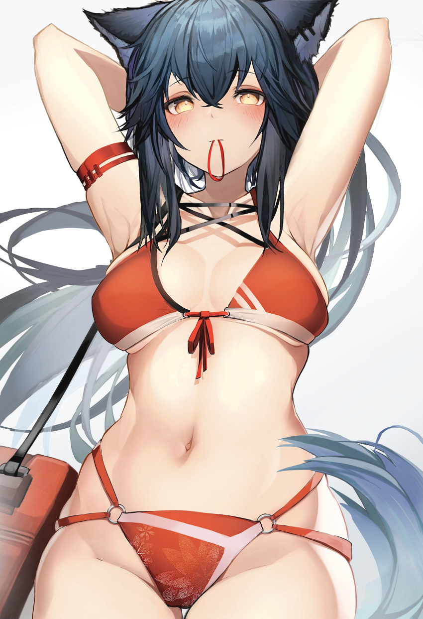 1girl absurdres animal_ears arknights arm_strap armpits arms_up bangs bare_shoulders belt bikini black_belt black_hair blush breasts commentary cowboy_shot eyebrows_visible_through_hair front-tie_bikini front-tie_top gradient gradient_background grey_background hair_between_eyes hair_tie_in_mouth highres long_hair looking_at_viewer medium_breasts mouth_hold navel o-ring o-ring_bikini red_bikini solo standing stomach swimsuit tab_head tail texas_(arknights) wolf_ears wolf_tail yellow_eyes
