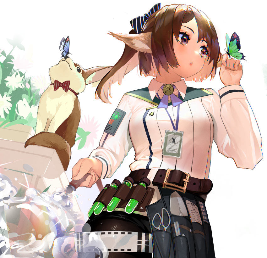 024th 1girl absurdres animal animal_ears arknights bangs belt black_bow blue_butterfly bow brown_belt brown_eyes brown_hair brown_legwear bug butterfly butterfly_on_finger commentary flower fox fox_ears green_butterfly hair_bow hand_up highres holding_hose insect long_hair long_sleeves looking_at_animal official_alternate_costume pantyhose parted_lips perfumer_(arknights) perfumer_(species_plantarum)_(arknights) ponytail red_bow scissors shirt simple_background solo striped striped_bow vial water white_background white_flower white_shirt