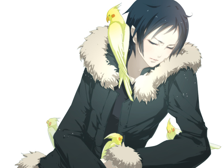 1boy animal_on_shoulder bangs bird bird_on_hand bird_on_shoulder black_hair black_shirt closed_eyes cockatiel commentary_request durarara!! elbow_rest fur-trimmed_jacket fur_trim ixima jacket male_focus orihara_izaya pet shirt short_hair simple_background solo upper_body white_background