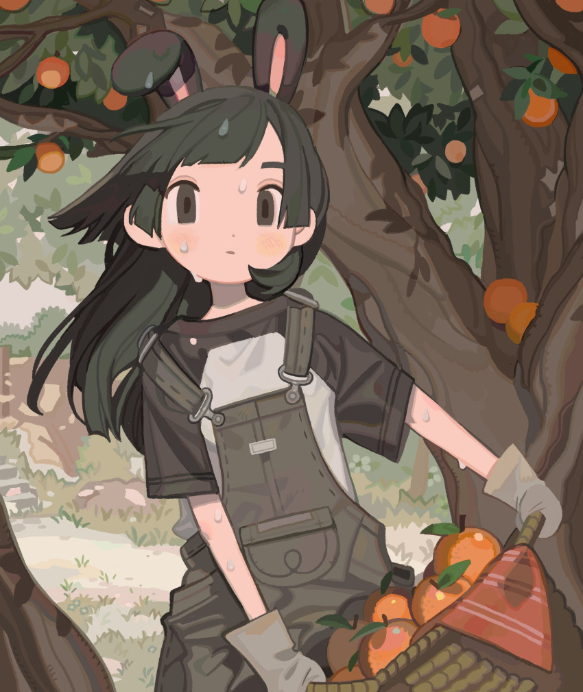 1girl absurdres animal_ears bangs basket black_hair black_overalls blush character_request commentary copyright_request day food fruit gloves grass grey_eyes grey_gloves highres holding holding_basket leaf long_hair looking_at_viewer memcchi orange_(food) outdoors overalls parted_lips rabbit_ears shirt short_hair short_sleeves solo standing sweat thick_eyebrows tree