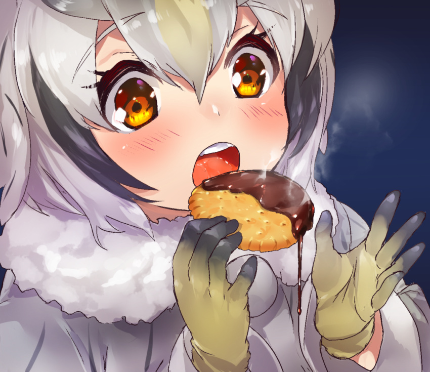 1girl bangs blonde_hair blush buttons chocolate close-up coat cookie eating eyebrows_visible_through_hair food fur_collar gloves grey_hair hair_between_eyes kemono_friends long_sleeves multicolored_hair northern_white-faced_owl_(kemono_friends) open_mouth orange_eyes short_hair solo steam tadano_magu white_coat white_hair yellow_gloves