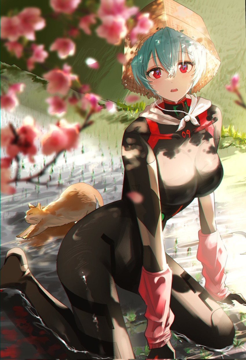 1girl ayanami_rei black_bodysuit blurry blurry_foreground blush bodysuit branch breasts cat cherry_blossoms commentary dappled_sunlight day eyebrows_visible_through_hair flower full_body grass hair_between_eyes hat highres isobe47 light_blue_hair looking_at_viewer medium_breasts neon_genesis_evangelion open_mouth outdoors plugsuit red_eyes rice_hat rice_paddy short_hair sitting skin_tight solo straw_hat stretch sunlight water