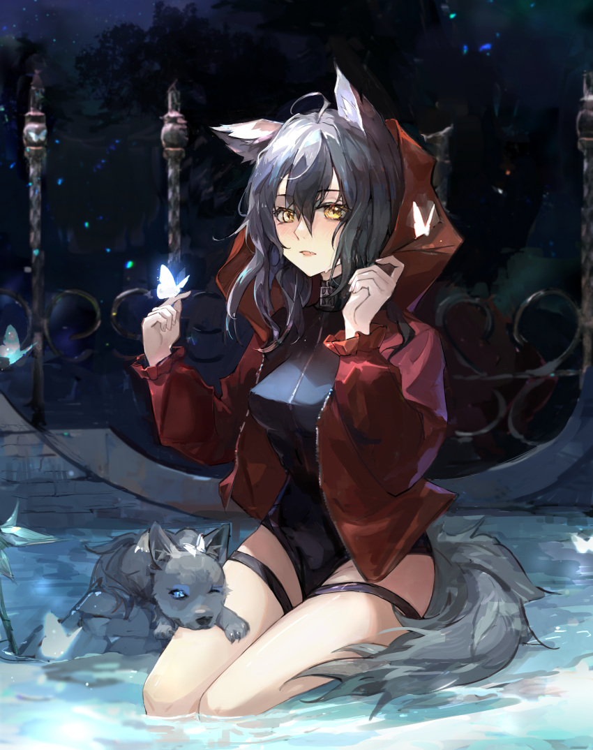 absurdres ahoge animal animal_ears arknights black_swimsuit butterfly_on_finger casual_one-piece_swimsuit chinese_commentary commentary_request grey_hair hair_between_eyes hands_up highres hood hood_down jacket long_hair looking_at_viewer official_alternate_costume one-piece_swimsuit open_clothes open_jacket open_mouth projekt_red_(arknights) projekt_red_(light_breeze)_(arknights) qianzhu red_jacket seiza sitting swimsuit tail thigh_strap wolf wolf_ears wolf_girl wolf_tail