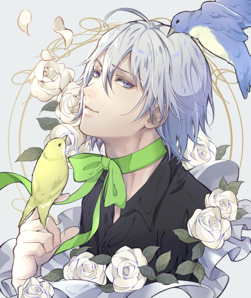 1boy animal aym4800 bangs bird bird_on_finger black_shirt floral_background flower green_ribbon grey_eyes hand_up highres looking_at_viewer male_focus neck_ribbon petals ribbon rose rose_background shirt short_hair silver_(twisted_wonderland) silver_hair solo twisted_wonderland upper_body white_flower white_rose