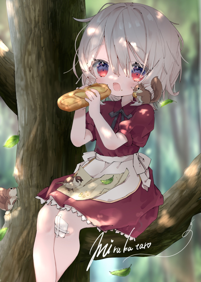 1girl animal_on_shoulder apron bandaid bandaid_on_knee bird blurry blurry_background blush bread child collared_dress commentary commission crossed_legs crumbs dress eyebrows_visible_through_hair fangs feet_out_of_frame flat_chest food food_on_face forest hair_between_eyes highres holding holding_food knees lace-trimmed_dress lace_trim looking_at_viewer maid_apron medium_hair messy_hair mirukutarou nature open_mouth original outdoors pink_hair red_dress red_eyes short_sleeves signature sitting sitting_on_branch skeb_commission sleeve_cuffs squirrel tree wrinkled_fabric