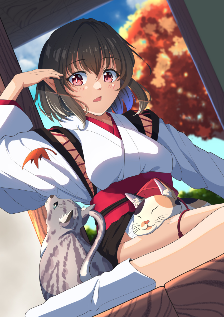 1girl amanoyayuki animal_ears arm_up autumn_leaves bangs blurry blurry_background blush breasts brown_hair cat cat_ears cat_tail commentary_request cross-laced_clothes detached_sleeves eyebrows_visible_through_hair headwear_removed highres japanese_clothes kourindou_tengu_costume large_breasts looking_at_viewer obi obijime pointy_ears red_eyes ribbon-trimmed_sleeves ribbon_trim sash shameimaru_aya short_hair sidelocks sitting slit_pupils socks solo tabby_cat tail thighs touhou tree wariza white_legwear wide_sleeves wooden_floor youkai