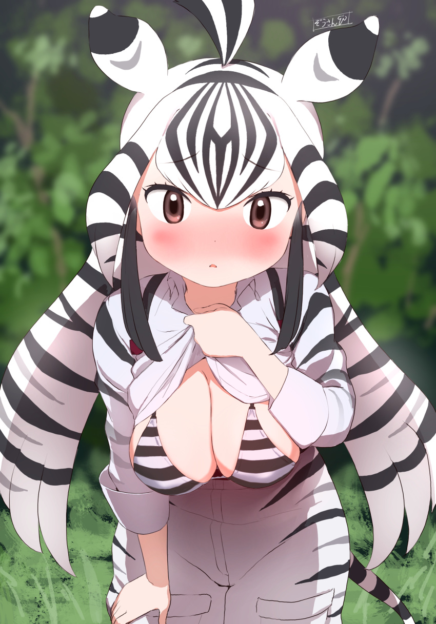1girl animal_ears animal_print antenna_hair bangs bikini bikini_under_clothes black_hair blurry blurry_background blush breasts brown_eyes cargo_shorts chapman's_zebra_(kemono_friends) clothes_lift commentary cowboy_shot day eyebrows_visible_through_hair flashing hanging_breasts high-waist_shorts highres kemono_friends leaning_forward lifted_by_self long_sleeves looking_at_viewer masuyama_ryou medium_breasts multicolored_hair nose_blush outstretched_arms parted_lips print_shirt print_shorts shirt shirt_lift shorts sleeveless solo streaked_hair striped striped_bikini striped_clothes swimsuit tail twintails two-tone_hair white_hair zebra_ears zebra_girl zebra_print zebra_tail